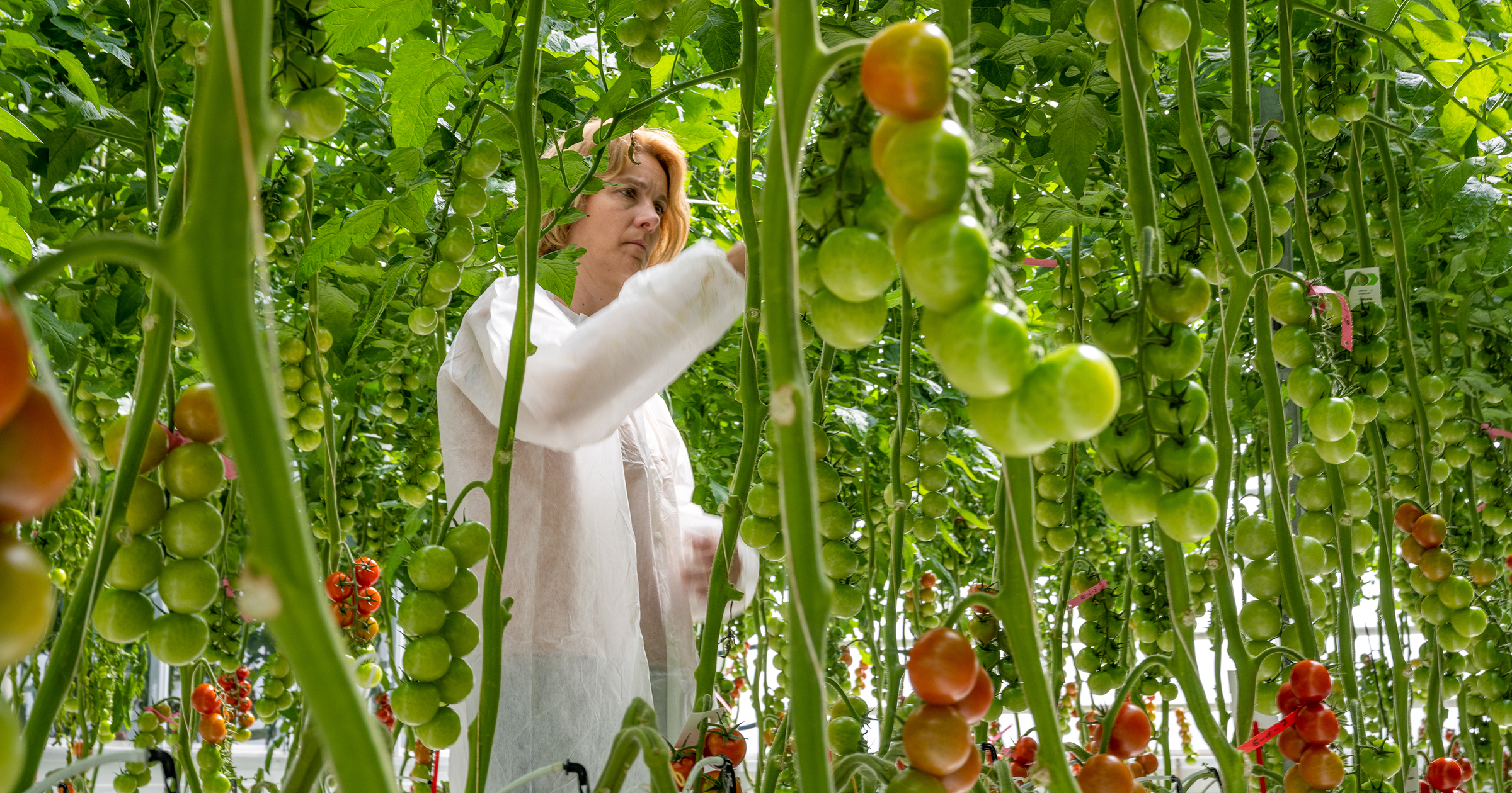 Tomato greenhouse