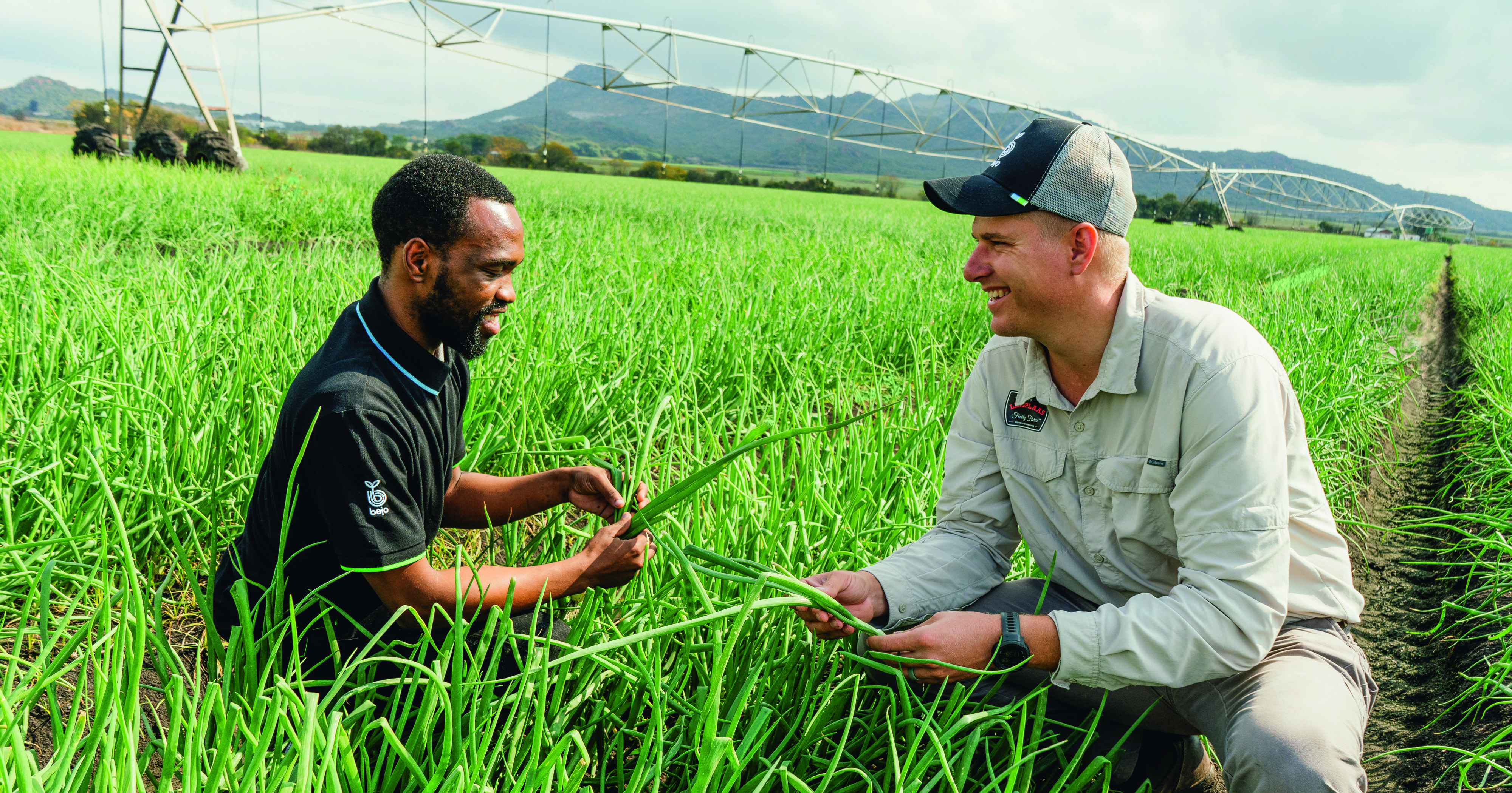 Local farmer and collaborating with Dutch company Bejo