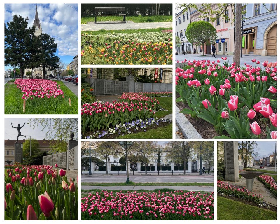 "Slovensko" tulips in different locations