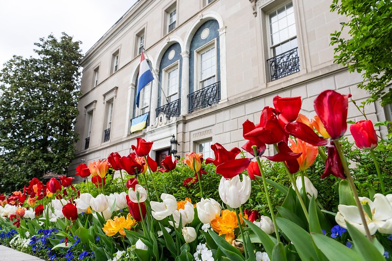 A row of tulips outside the Ambassador's Residence in Washington, D.C.