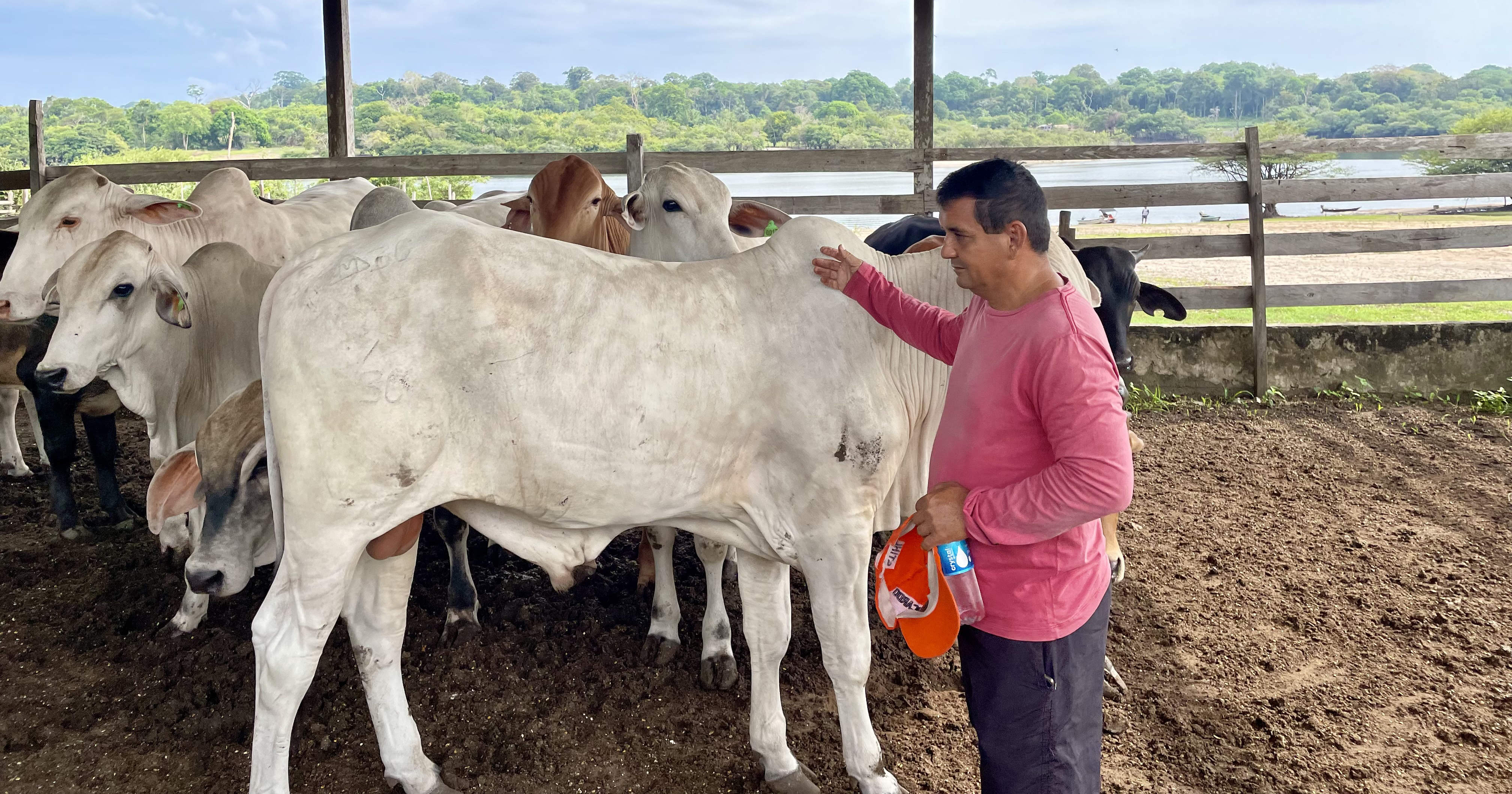 Fazenda de vacas brancas na Amazônia icw Ministério Holandês da Agricultura Natureza e Qualidade Alimentar.