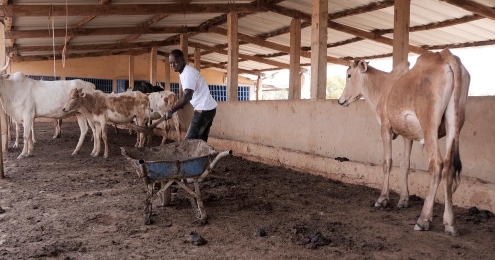 Vaches sur un projet de biogaz icw Dutch Enterprise Agency.