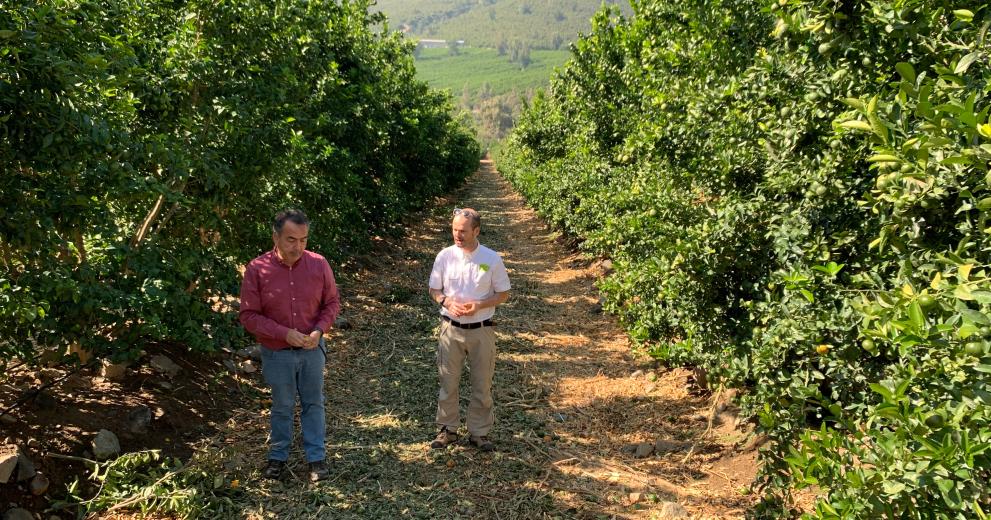 Advice on reducing water consumption for tangerine trees