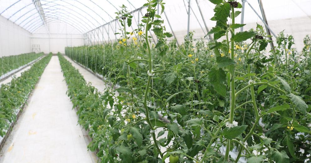 Invernadero con tomates de rápido crecimiento.