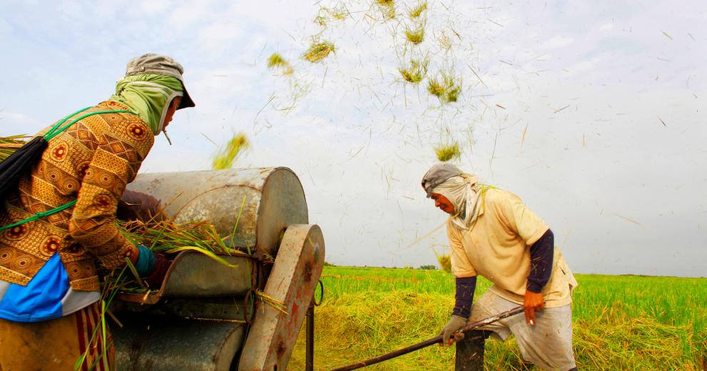 Philippines Farmers use a rice threshing machine in Calauan