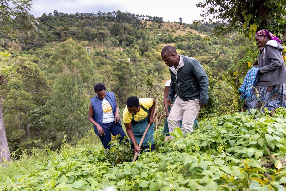 Beans cultivation